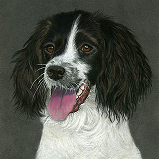 Realistische tekening Engelse Springer Spaniel hond